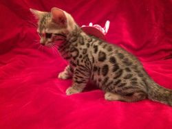 Male And Female Bengal Kittens
