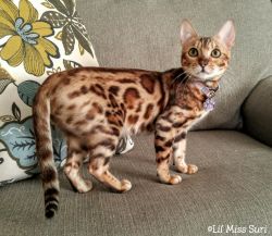 Stunning Female Bengal Kitten
