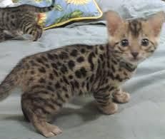 Gorgeous male and female bengal kitten