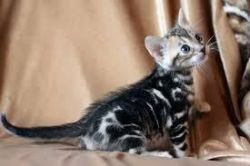 male and female Bengal kittens now available