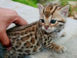 Gorgeous Pedigree Bengal Kittens available