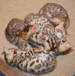 Lovely Bengal Babies