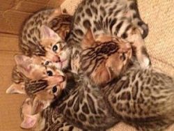 Cute bengal kittens ready for new homes