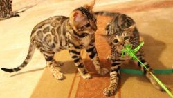 Attractive Bengal Kitties for Adoption