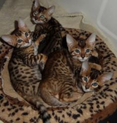 Bengal Kittens looking for Loving Homes