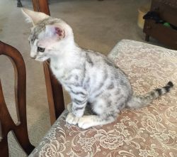Bengal kitten Silver