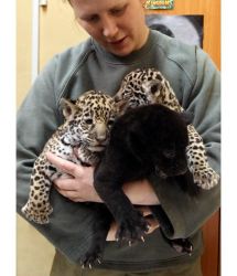 Well Tamed Baby Tiger Cubs And Cheetahs For Sale