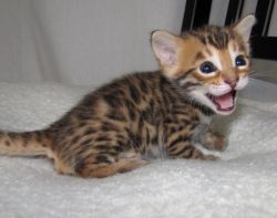 Healthy Bengal kittens for adoption