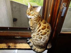 Brown Rosetted Bengal Male!