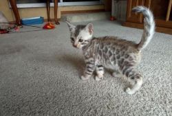Beautiful Brown & Silver Spotted Bengal Kittens