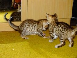 Bengal x Kittens for sale