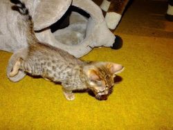 Bengal Babies Kitten Available for sale
