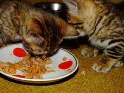 Beautiful And Loving Bengal Kittens - For Sale