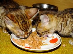 Bengal Kittens! - For Sale