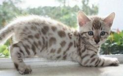---see It -beautiful Bengal Kittens For Adoption