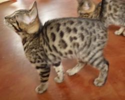 Male And Female Bengal Kittens $1650