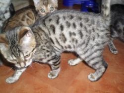 Cudle Bengal Kittens Male and Female