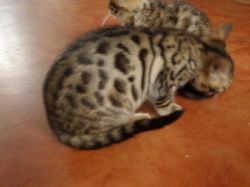 pure bred male/female bengal kitten