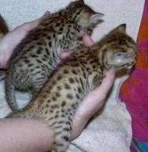 Good Looking Bengal Kittens