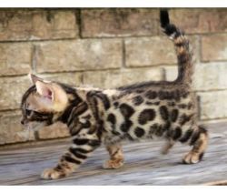 lovely bengal kittens now available