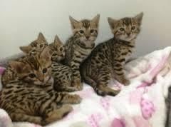 bengal kittens ready for new homes