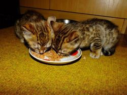 Beautiful Bengal kittens Available now