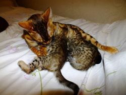Gorgeous Bengal Kitten Neutered
