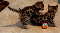 stunning black/brown rosetted bengal kittens ready