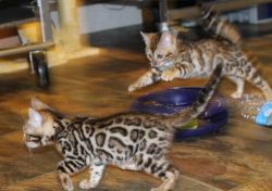 Bengal Kitten - For Sale