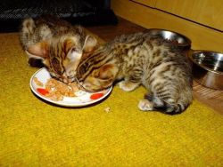Male And Female Bengal Kitten's Available