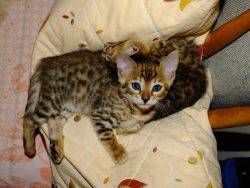 Two beautiful Bengals for sale