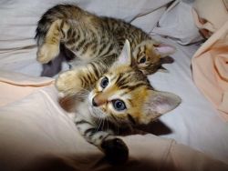 Rosetted Bengal Kittens - For Sale