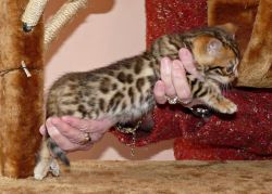 Bengal Brown Marbled Kittens