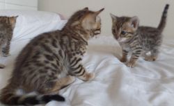 Pedigree Bengal Kitten Available Now