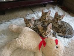 Bengal Kittens Pure Pedigree
