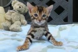 Adorable Bengal Kitten for adoption