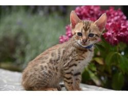 Pure Pedigreed Bengal Kittens Reserve Now