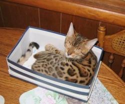 Bengal kittens fortitudinous