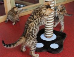 Two beautiful male and female Bengal kittens