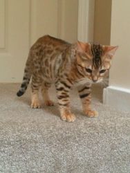 Beautiful Bengal kitten For Sale