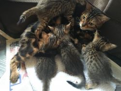 Energetic bengal kittens now ready