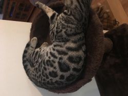 Loving Female Bengal Kitten