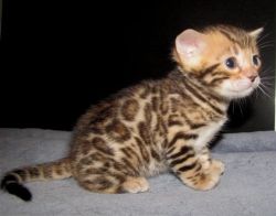 male and female bengal kittens ready now