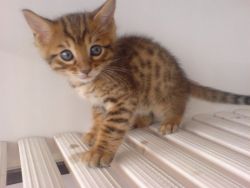 cute bengal kitten available now