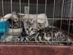 Bengal kittens to go