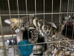 Male and female Bengal kittens ready