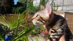 Pure Bred Bengal Kittens Ready Now