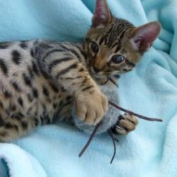 12 weekd old bengal kittens available