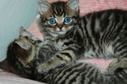 ncridible Bengal Kittens For Sale