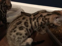 Quality Bengal Kittens